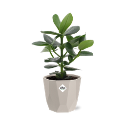 Clusia Princess in ELHO b.for rock 14 cm warm grey (21603)