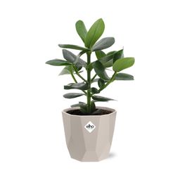 Clusia Princess in ELHO b.for rock 14 cm warm grey (21603)