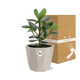 Clusia Princess in ELHO b.for rock 14 cm warm grey (21603)