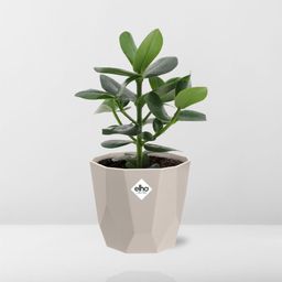 Clusia Princess in ELHO b.for rock 14 cm warm grey (21603)