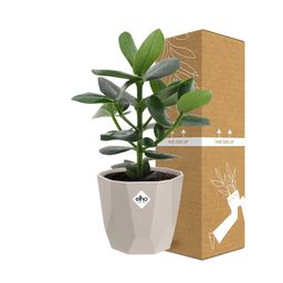 Clusia Princess in ELHO b.for rock 14 cm warm grey (21603)