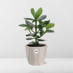 Clusia Princess in ELHO b.for rock 14 cm warm grey (21603)