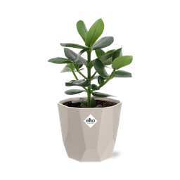 Clusia Princess in ELHO b.for rock 14 cm warm grey (21603)