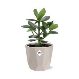 Clusia Princess in ELHO b.for rock 14 cm warm grey (21603)