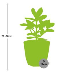 Clusia Princess in ELHO b.for rock 14 cm warm grey (21603)