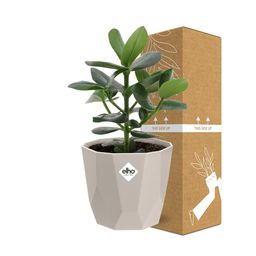 Clusia Princess in ELHO b.for rock 14 cm warm grey (21603)