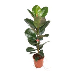 Ficus Elastica Robusta 21 Cm (23187)