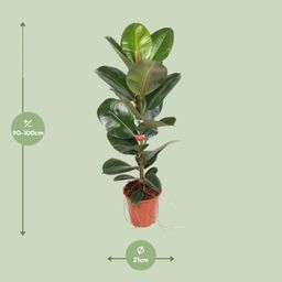 Ficus Elastica Robusta 21 Cm (23187)