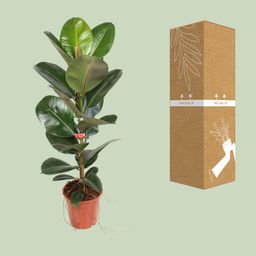 Ficus Elastica Robusta 21 Cm (23187)