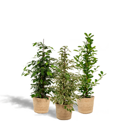 Ficus Benjamina Danielle - Ficus Benjamina Twilight - Ficus Microcarpa Moclame - Mand Selin (8720955320184)