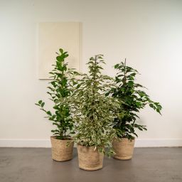 Ficus Benjamina Danielle - Ficus Benjamina Twilight - Ficus Microcarpa Moclame - Mand Selin (8720955320184)