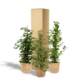 Ficus Benjamina Danielle - Ficus Benjamina Twilight - Ficus Microcarpa Moclame - Mand Selin (8720955320184)