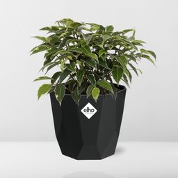 Ficus Benjamina Kinky in 14cm b.for rock living black (21764)