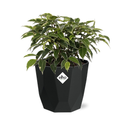 Ficus Benjamina Kinky in 14cm b.for rock living black (21764)