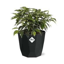 Ficus Benjamina Kinky in 14cm b.for rock living black (21764)