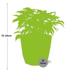 Ficus Benjamina Kinky in 14cm b.for rock living black (21764)