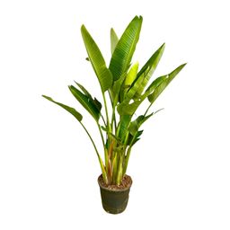 Strelitzia Augusta multi stam XXL - 225 cm - ø32 (8721055694083)