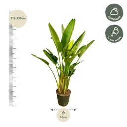 Strelitzia Augusta multi stam XXL - 225 cm - ø32 (8721055694083)