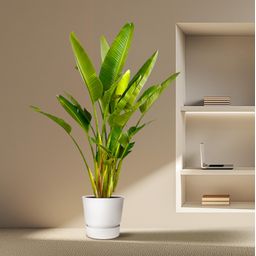Strelitzia Augusta multi stam XXL - 225 cm - ø32 (8721055694083)