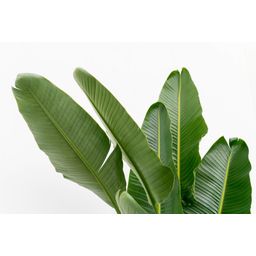 Strelitzia Augusta multi stam XXL - 225 cm - ø32 (8721055694083)