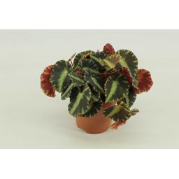 Begonia Cleopatra (30293)