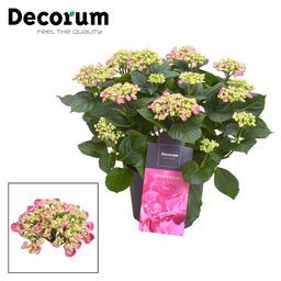 Hydrangea Curly Wurly Roze 9-15 Kop (Decorum) (22401)