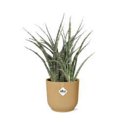 Sansevieria Fernwood Punk in ELHO Vibes Fold 14cm geel (21687)
