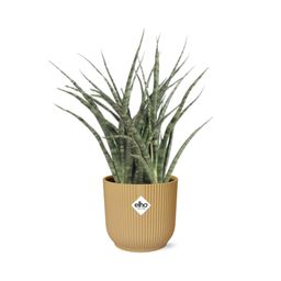 Sansevieria Fernwood Punk in ELHO Vibes Fold 14cm geel (21687)
