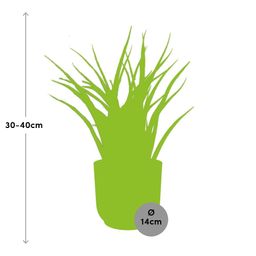 Sansevieria Fernwood Punk in ELHO Vibes Fold 14cm geel (21687)