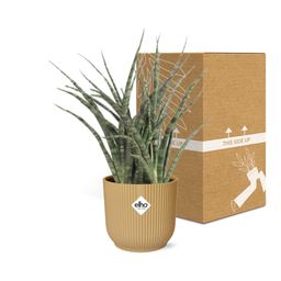 Sansevieria Fernwood Punk in ELHO Vibes Fold 14cm geel (21687)