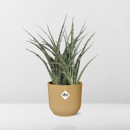 Sansevieria Fernwood Punk in ELHO Vibes Fold 14cm geel (21687)