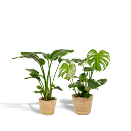 Strelitzia Nicolai - Monstera Deliciosa - Mand Selin (8720955320214)
