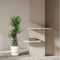 Yucca Elephantipe - 180 cm - ø34 (8721055692959)