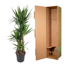 Yucca Elephantipe - 180 cm - ø34 (8721055692959)