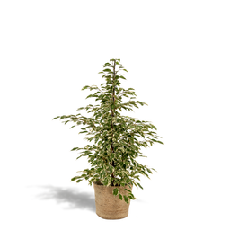 Ficus benjamina Twilight - Mand Selin (8720634289627)
