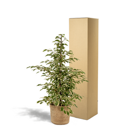 Ficus benjamina Twilight - Mand Selin (8720634289627)