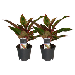 Aglaonema Crete - 2 stuks - ø12 (25573)