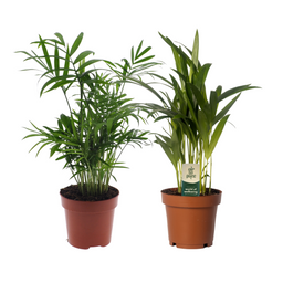 Dypsis lutescens/Chamadorea Duo - 2 stuks (30528)