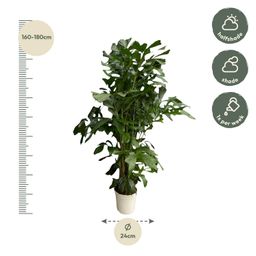 Caryota Mitis - 170 cm - Ø27 (8721081600829)
