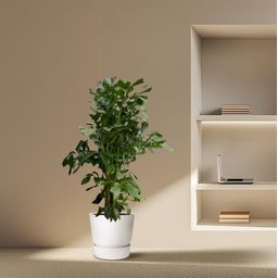 Caryota Mitis - 170 cm - Ø27 (8721081600829)