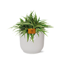 Chlorophytum Ocean 15cm in ELHO Vibes Fold 16cm round silky white (23272)