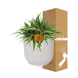 Chlorophytum Ocean 15cm in ELHO Vibes Fold 16cm round silky white (23272)