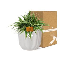 Chlorophytum Ocean 15cm in ELHO Vibes Fold 16cm round silky white (23272)
