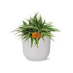 Chlorophytum Ocean 15cm in ELHO Vibes Fold 16cm round silky white (23272)