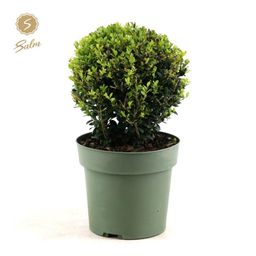 Ilex Crenata 'Jenny'® Ball Ø20cm P17 (+Sticker) (24839)