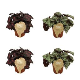 2x Begonia Rex Etna + 2x Begonia Rex Fedor - 4 stuks (23449)