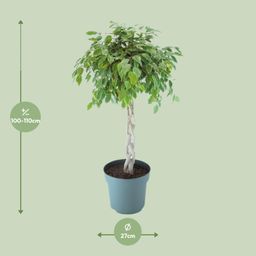 Ficus Safrana / Golden King Gevlochten (24965)