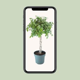 Ficus Safrana / Golden King Gevlochten (24965)