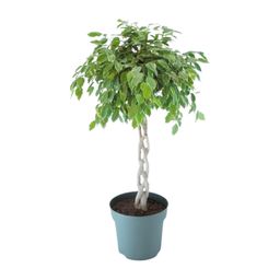 Ficus Safrana / Golden King Gevlochten (24965)