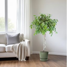 Ficus Safrana / Golden King Gevlochten (24965)